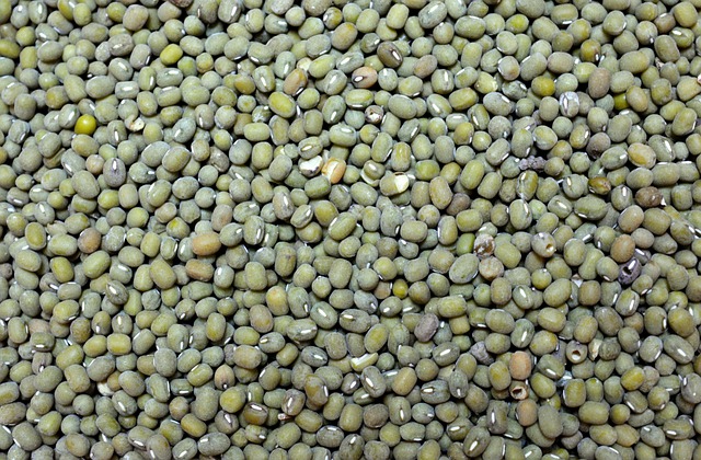 Zelené fazolky Mungo