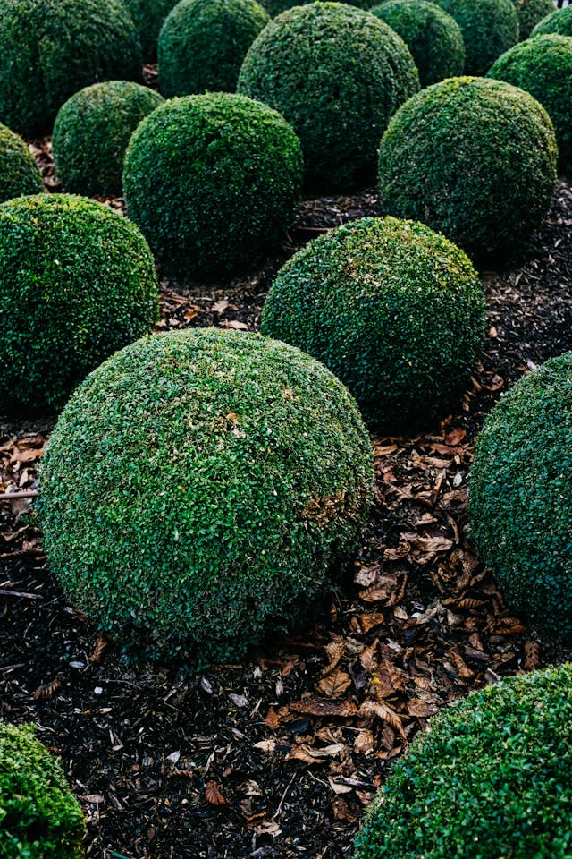 koule buxus